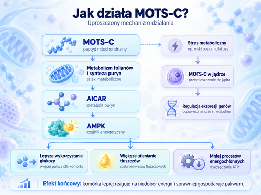 Jak dziala MOTS-c. Uproszczony mechanizm działania - schemat.