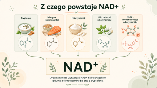 Infografika: z czego powstaje NAD+?